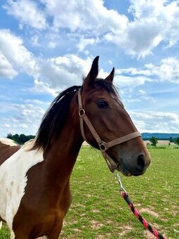 Klisna Barokní pinto - 4