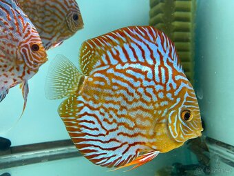 Terčovci, discus - 4