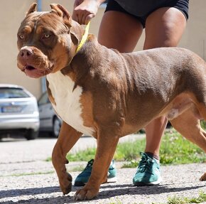 American bully standard xl xxl - 4