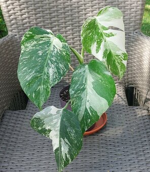 Monstera albo variegata - 4