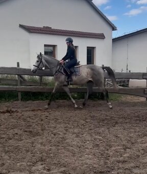 Valach do sportu - 4