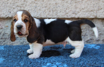 Basset hound - štěňátka s PP po importovaných rodičích - 4