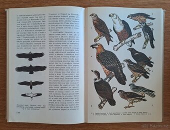 Veselovský, Hanzák - Světem zvířat (komplet) - 4