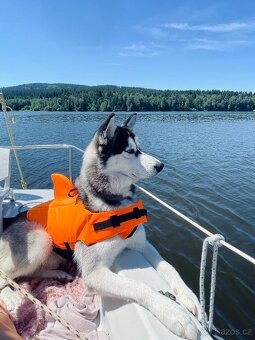 🐾 Nabízíme našeho psa ke krytí – Sibiřský husky 🐾 - 4