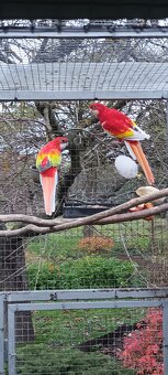 Rozela pestrá Zlatá Modrá - 4