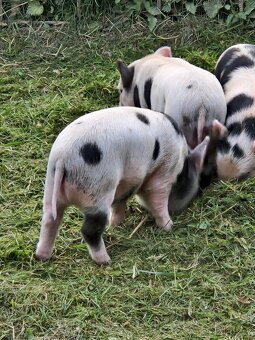 Prase kune kune - 4