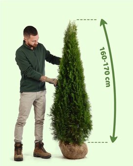 Thuje Thuja Smaragd - rozvoz po celé ČR - 4