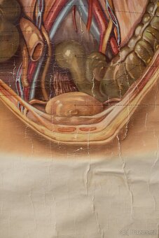 Staré školní plakáty anatomické (různé druhy) - 4