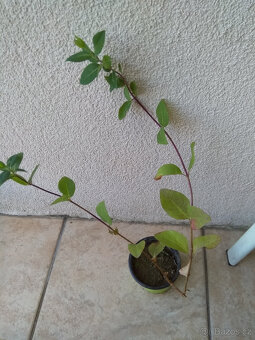 lonicera červená, pnoucí vonící dřevina, sazenice - 4