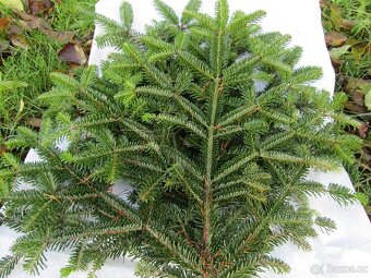 Ozdobné chvojí - 4