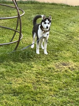 Prodej sibiřskýho huskýho - 4