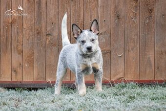 Australský honácký pes - s PP - 4