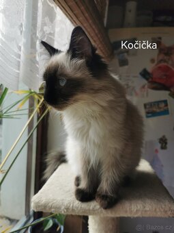 Ragdoll koťátka bez PP - 4