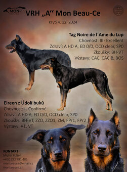 Beauceron štěňata s PP (boseron) – k odběru - 4