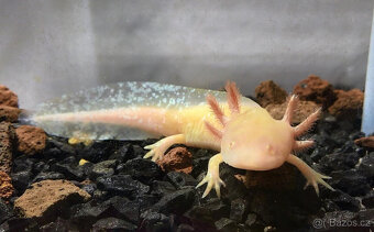Axolotl od chovatele - axolotly.cz - 4