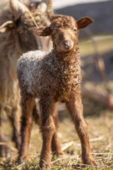 Cápova ovce - ovečky a beránci Hortobagy racka sheep - 4