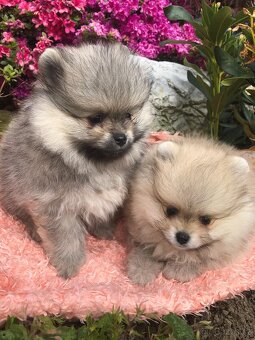 Pomeranian s p.p - 4