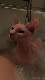 Krytí pro naší kočičku - 4