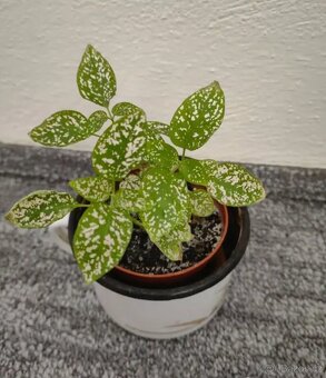 Pokojové rostliny - 4