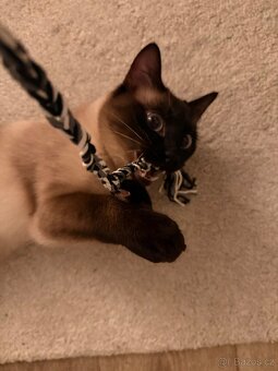 Daruji siamského kocourka bez PP do dobrých rukou - 4