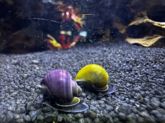 Ampulárie (měchýřovka), akvarijní šneci - 4