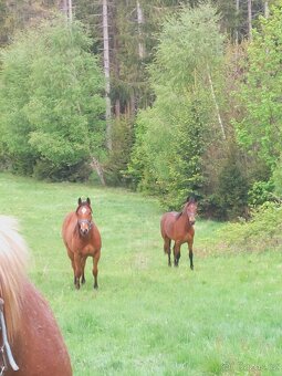 AQH valach - 4