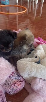 Prodám štěňata Pomeranian - 4