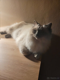 Ragdoll koťata - 4
