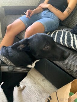 Border Kolie X Labrador - 4