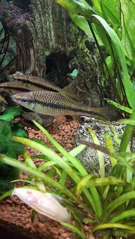 Akvarijní rybičky - 4