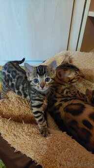 Bengalská kočka koťátka s PP - 4