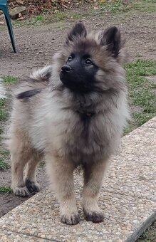 Německý špic vlčí prodám štěňata s PP - hlídač a společník - 4