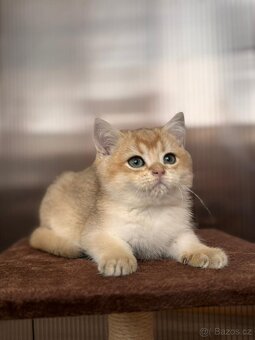 Zlata cincila, britsky kluk s PP-BRI ny11, k odbery hned - 4