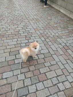Pomeranian - 4