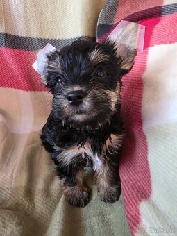 Jorkšířský teriér s PP - 4