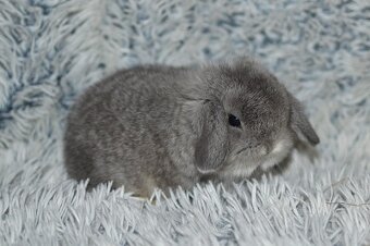 Nabízíme minilopy k rezervaci - 4