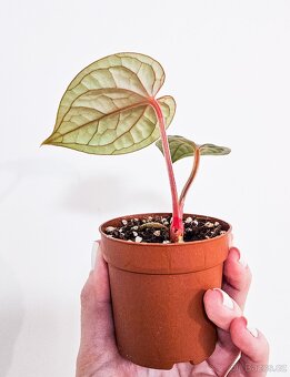 Anthurium Luxurians raritka - 4
