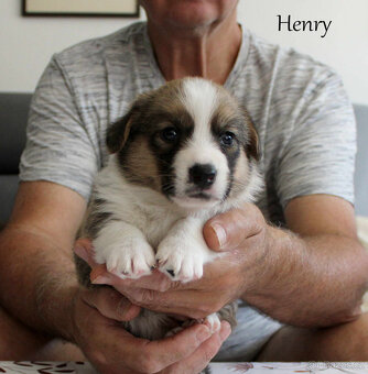 Welsh corgi cardigan - 4