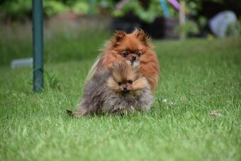 Pomeranian / Německý špic trpasličí s PP - 4