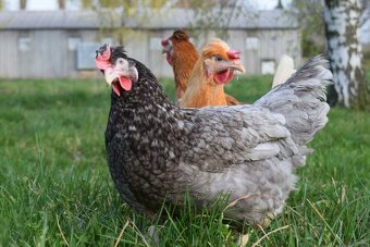 Slepice Kuřice Nosnice Dominanty 18 týdnů  staré - 4