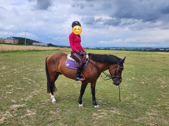 Charakterni valášek Hucul - 4