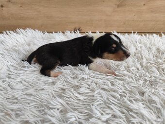 Krátkosrstá kolie s PP - 4