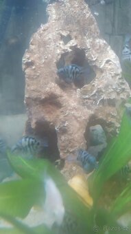 Cichlidy papoušči Blue - 4