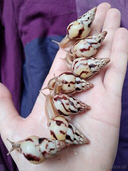 Limicolaria Agathina Nigeria - africký šnek - 4