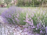 Levandule lékařská (květ, sazenice, semínka) - 4