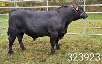 Plemenný býk Aberdeen Angus - vakcinovaný na Bluetongue - 4