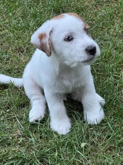 Jack Russell teriér s PP - 4