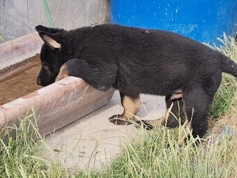 Německý ovčák stěňatka - 4