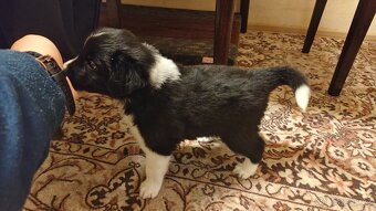 Border kolie s PP: - 4