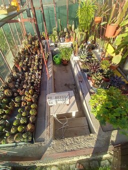 KAKTUS - ECHINOPSIS EYRISII - 4